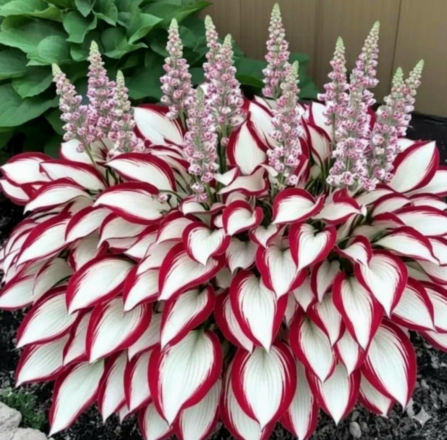 Multicolor Hosta Seeds + Plant Growth Serum Free
