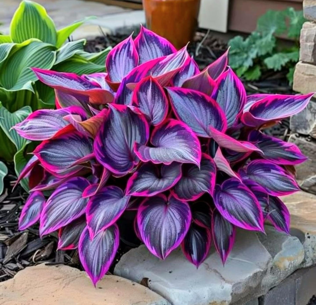 Multicolor Hosta Seeds + Plant Growth Serum Free