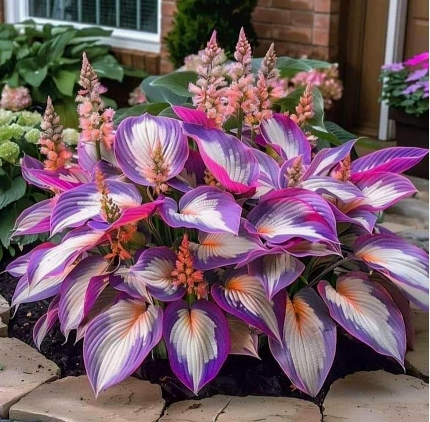 Multicolor Hosta Seeds + Plant Growth Serum Free
