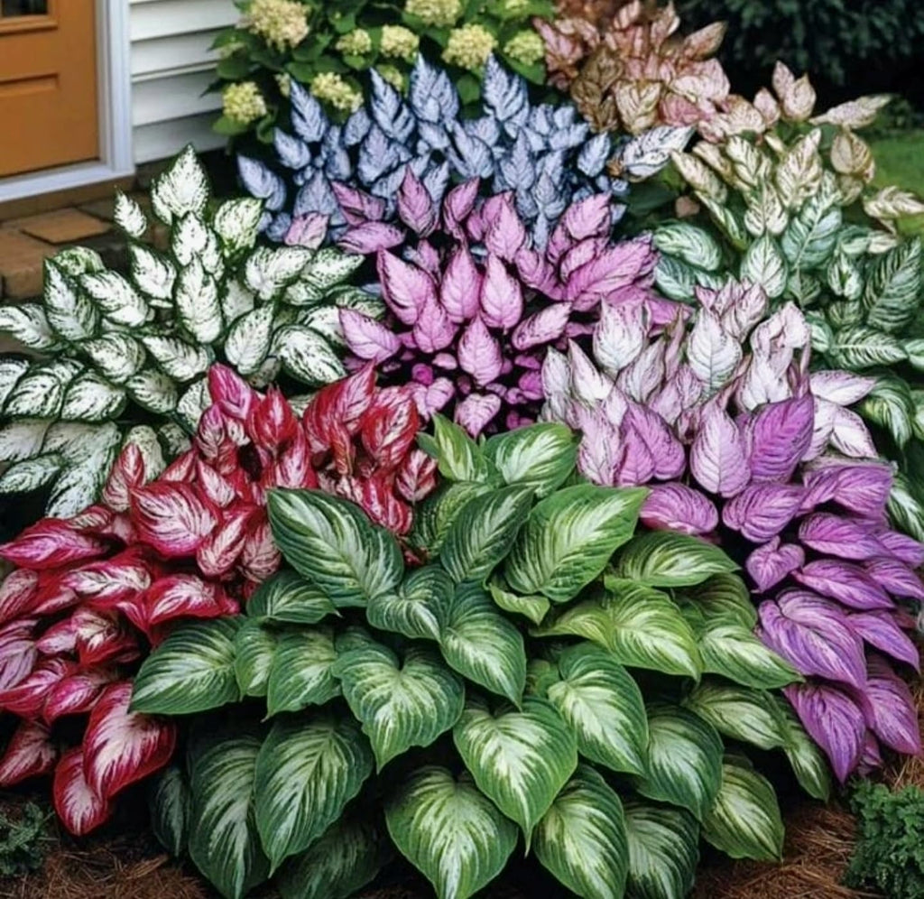 Multicolor Hosta Seeds + Plant Growth Serum Free