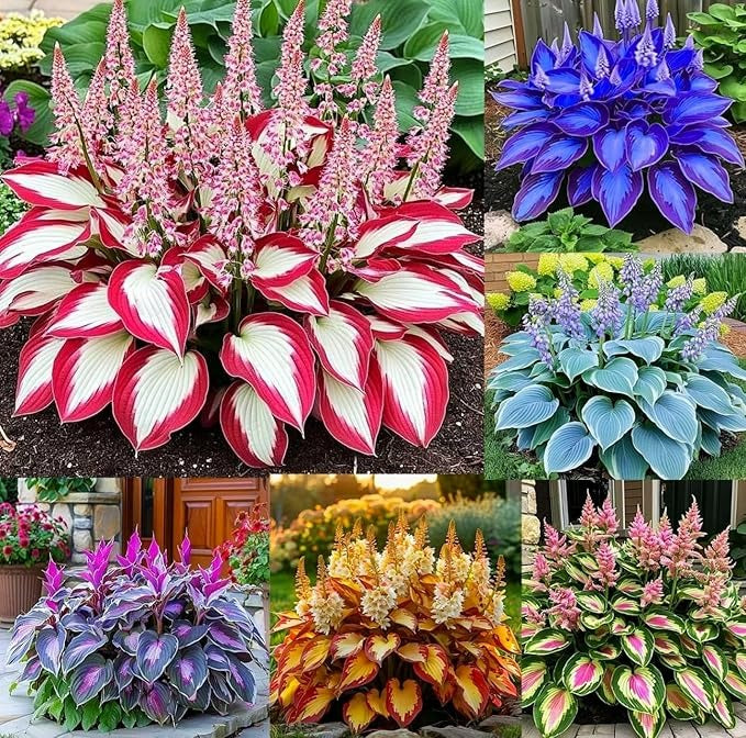 Multicolor Hosta Seeds + Plant Growth Serum Free